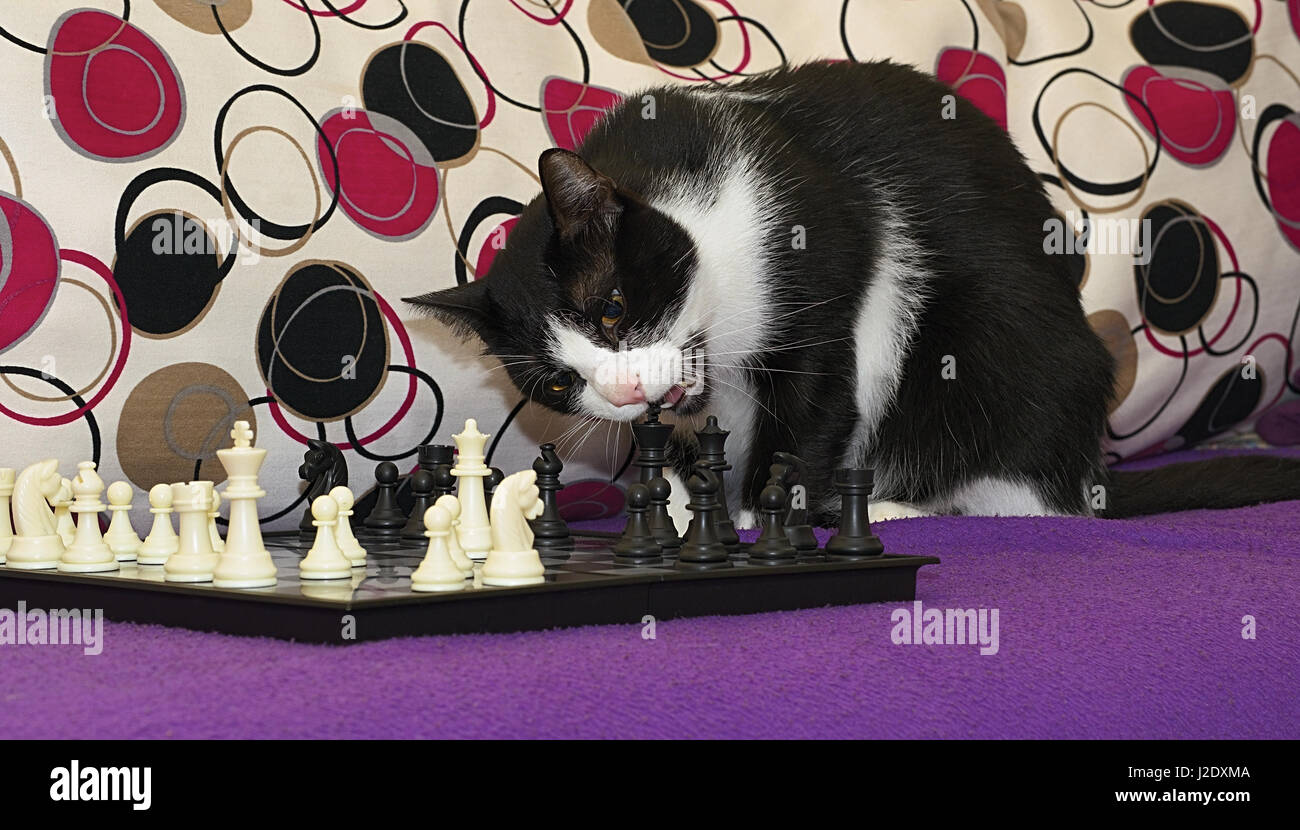 Die intelligente schwarz-weiß Katze Schach zu spielen, ist nächsten Zug der schwarze König Rochade. Stockfoto