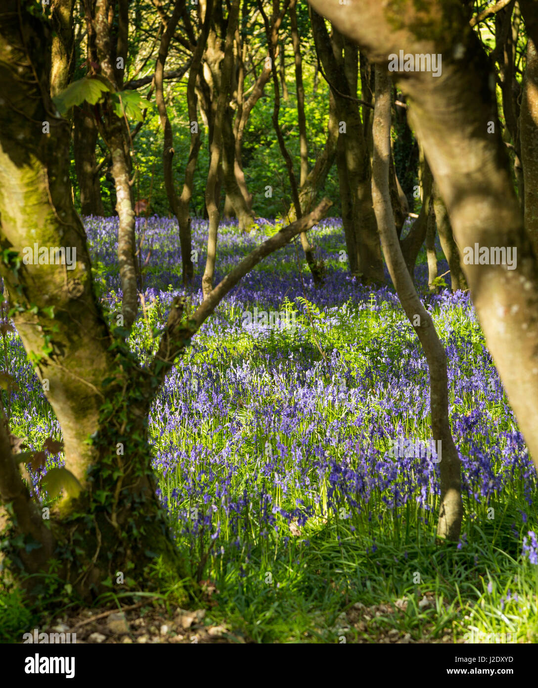 Bluebell Woods auf Salcombe Cliff Hill, in Sidmouth, Devon.Hyacinthoides non-Scripta, Glockenblumen, Wald, Stockfoto