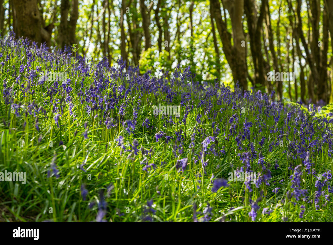 Bluebell Woods auf Salcombe Cliff Hill, in Sidmouth, Devon.Hyacinthoides non-Scripta, Glockenblumen, Wald, Stockfoto