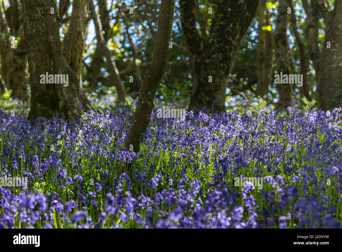 Bluebell Woods auf Salcombe Cliff Hill, in Sidmouth, Devon.Hyacinthoides non-Scripta, Glockenblumen, Wald, Stockfoto