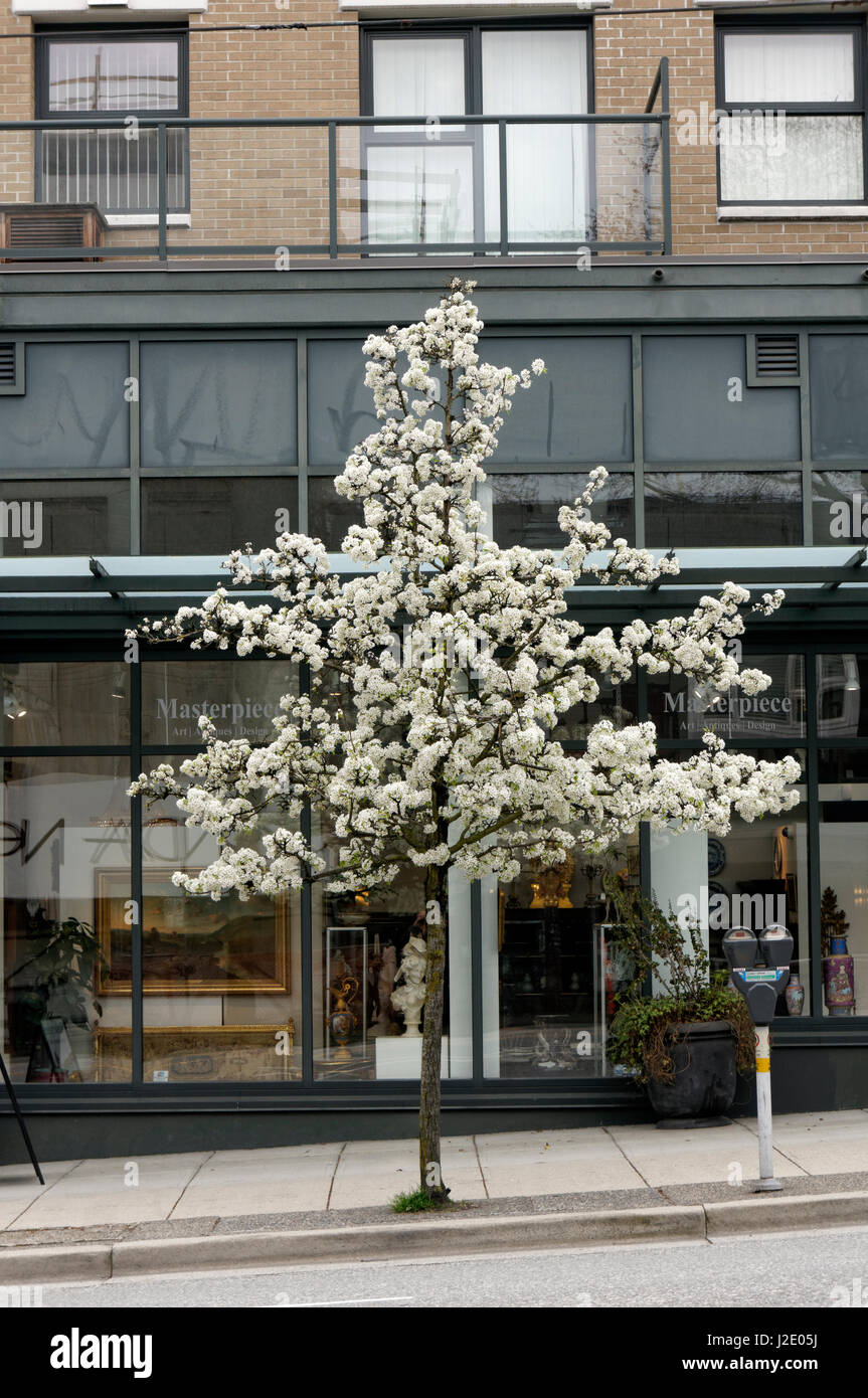 Weißen ornamentalen Kirschbaum blüht im Frühjahr vor einer Galerie in South Granville Street, Vancouver, British Columbia, Kanada Stockfoto