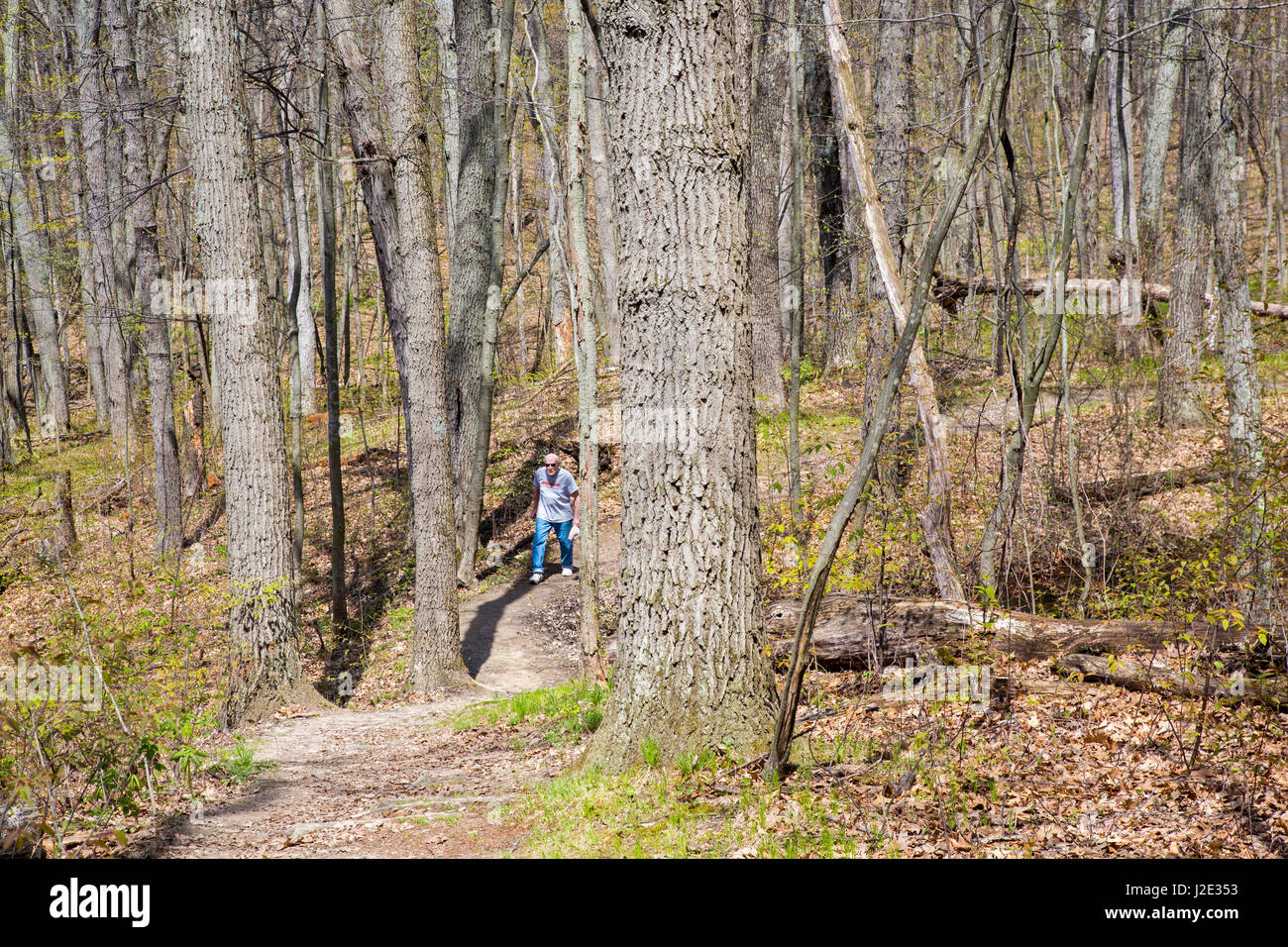 Holly, Michigan - ein älterer Bürger Wandern in Seven Lakes State Park an einem warmen Frühlingstag. Stockfoto