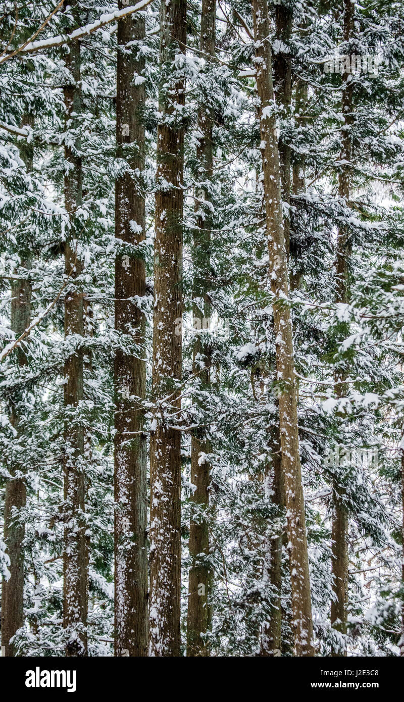 Kiefern im Winterwald. Waldfragment. Japan. Nagano. Jigokudani Affenpark. Stockfoto
