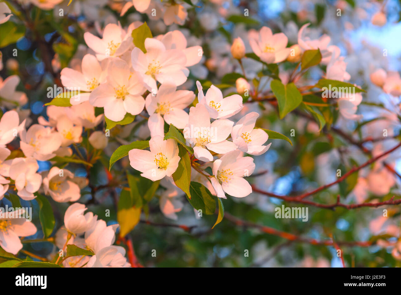 Apfelblüten im rosa Morgenlicht. Blühender Zweig Stockfoto