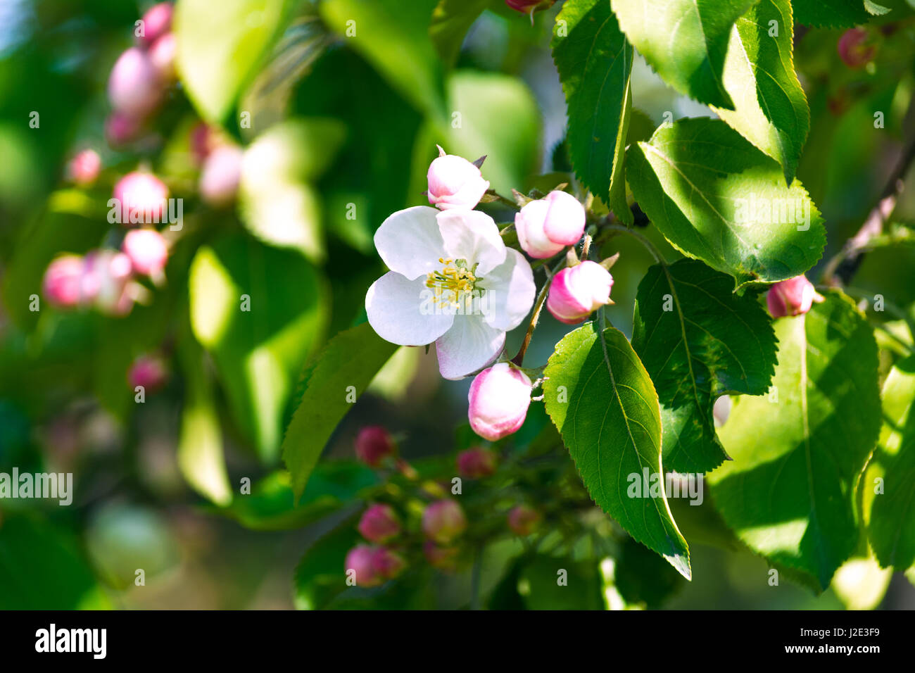 Apfelblüte in der Sonne Strahlen selektiven Fokus Stockfoto