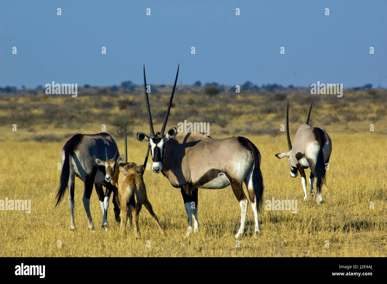 Spießböcke in Central Kalahari Game Reserve, Botswana Stockfoto