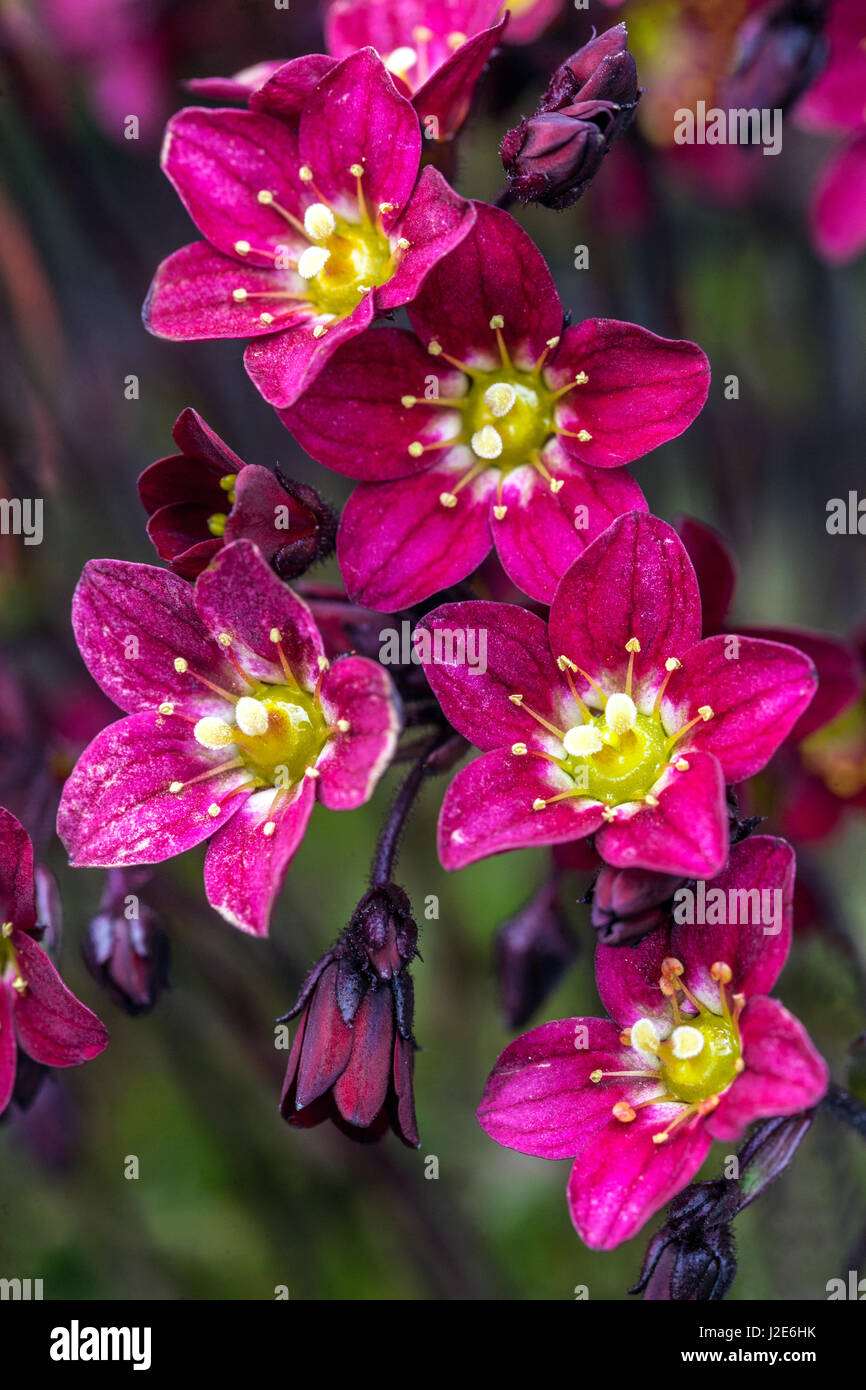 Saxifraga arendsii „Scharlach“ rote Blüten Alpensaxifrage Stockfoto