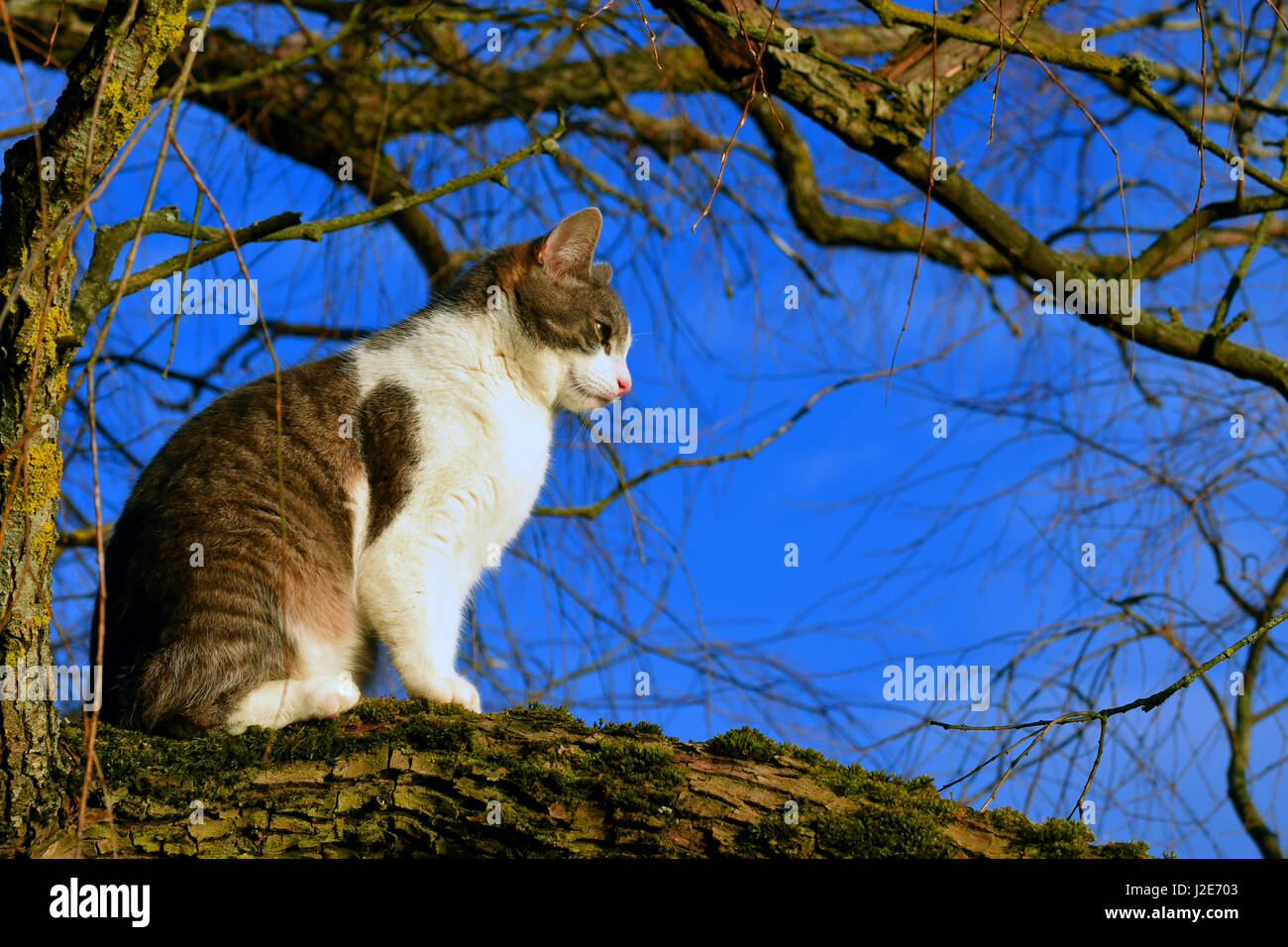 Katze sitzt auf einem bemoosten Ast. Horizontales Bild mit Textfreiraum. Stockfoto