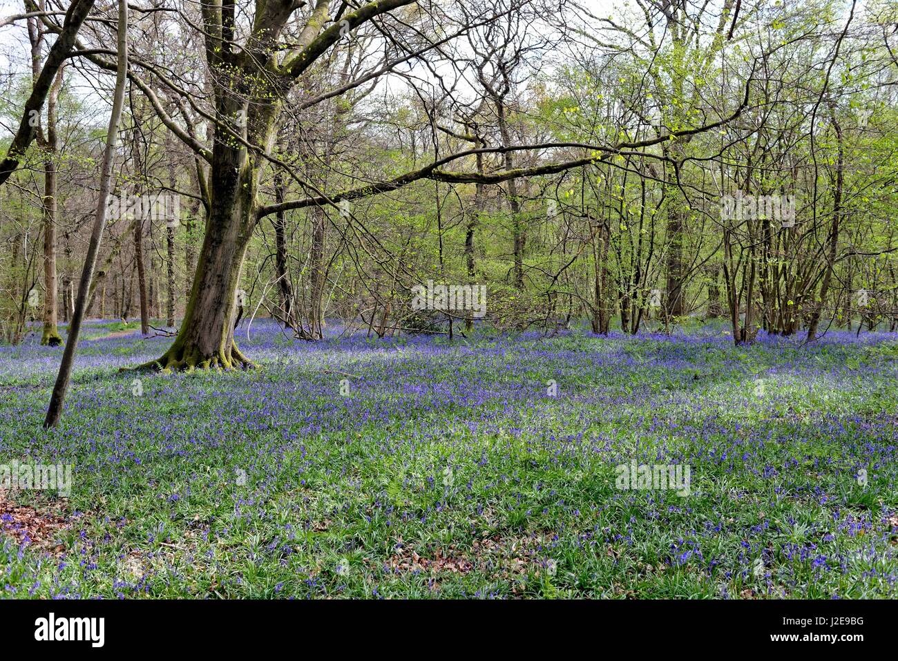 Bluebell Woods auf den North Downs in der Nähe von Dorking Surrey UK Stockfoto