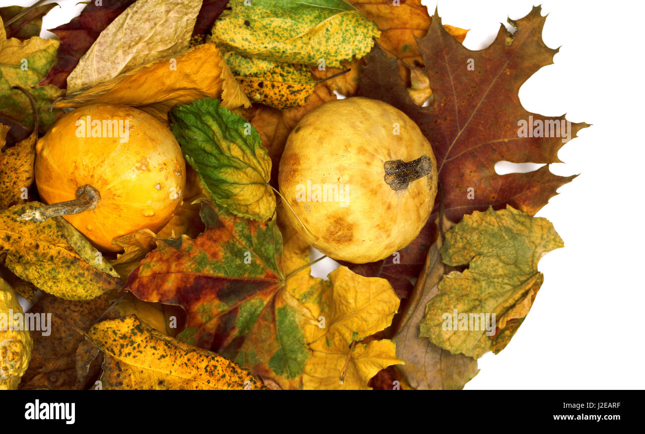 Zwei kleine dekorative Kürbisse auf multicolor Herbst trockene Blätter. Ansicht von oben. Stockfoto