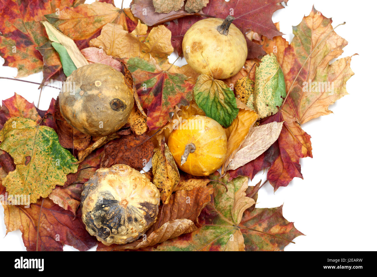 Vier kleine dekorative Kürbisse auf Herbst mehrfarbige Blätter. Ansicht von oben. Stockfoto