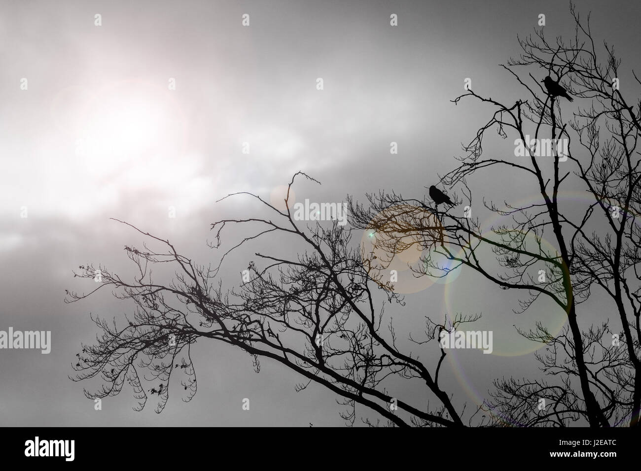 Flare Silhouette der Vögel auf einem Ast mit Objektiv von der Sonne hinter der Wolke Stockfoto