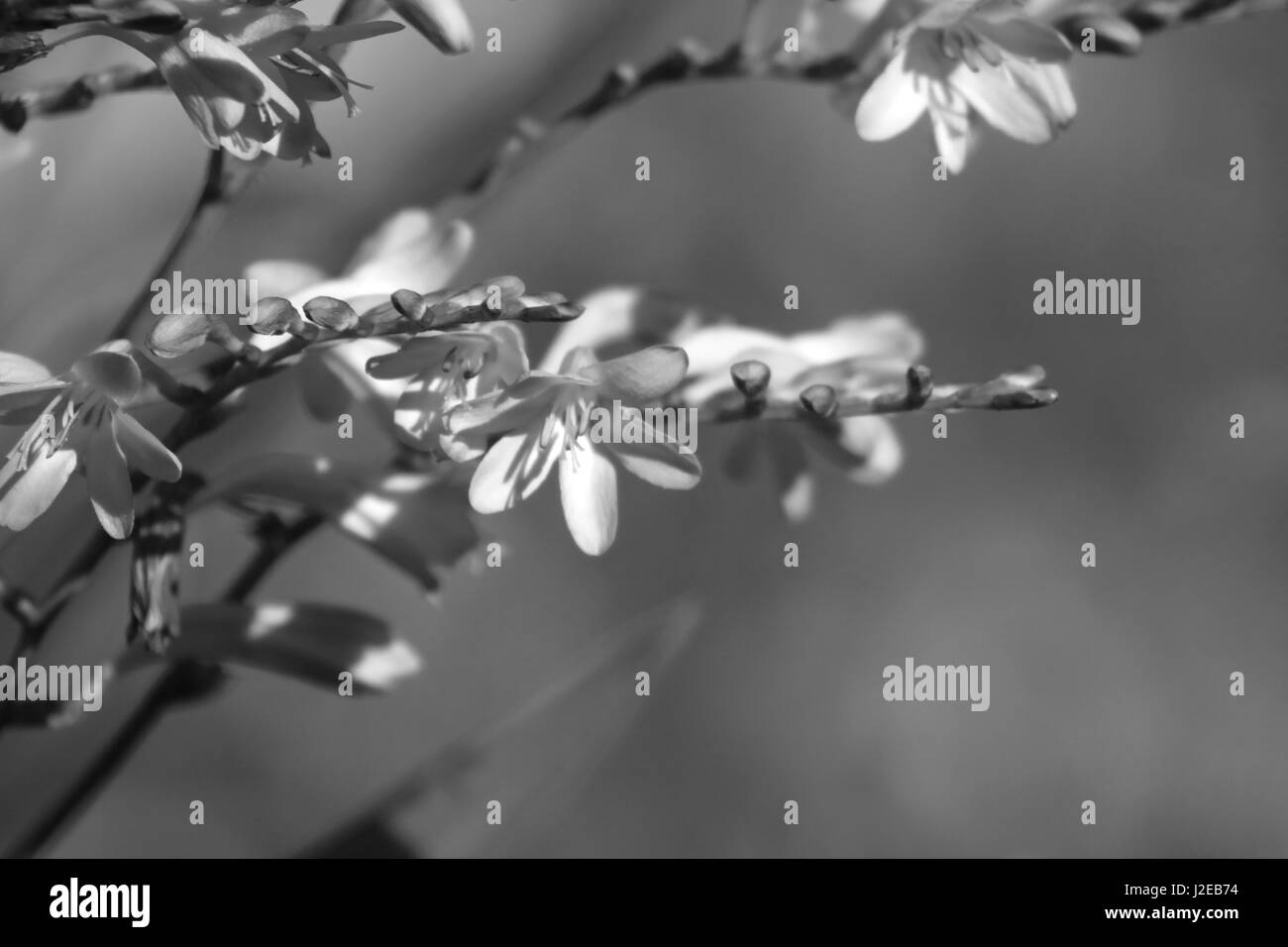 Crocosmia Lucifer rot mehrjährige Pflanze. (Montbretia) Stockfoto