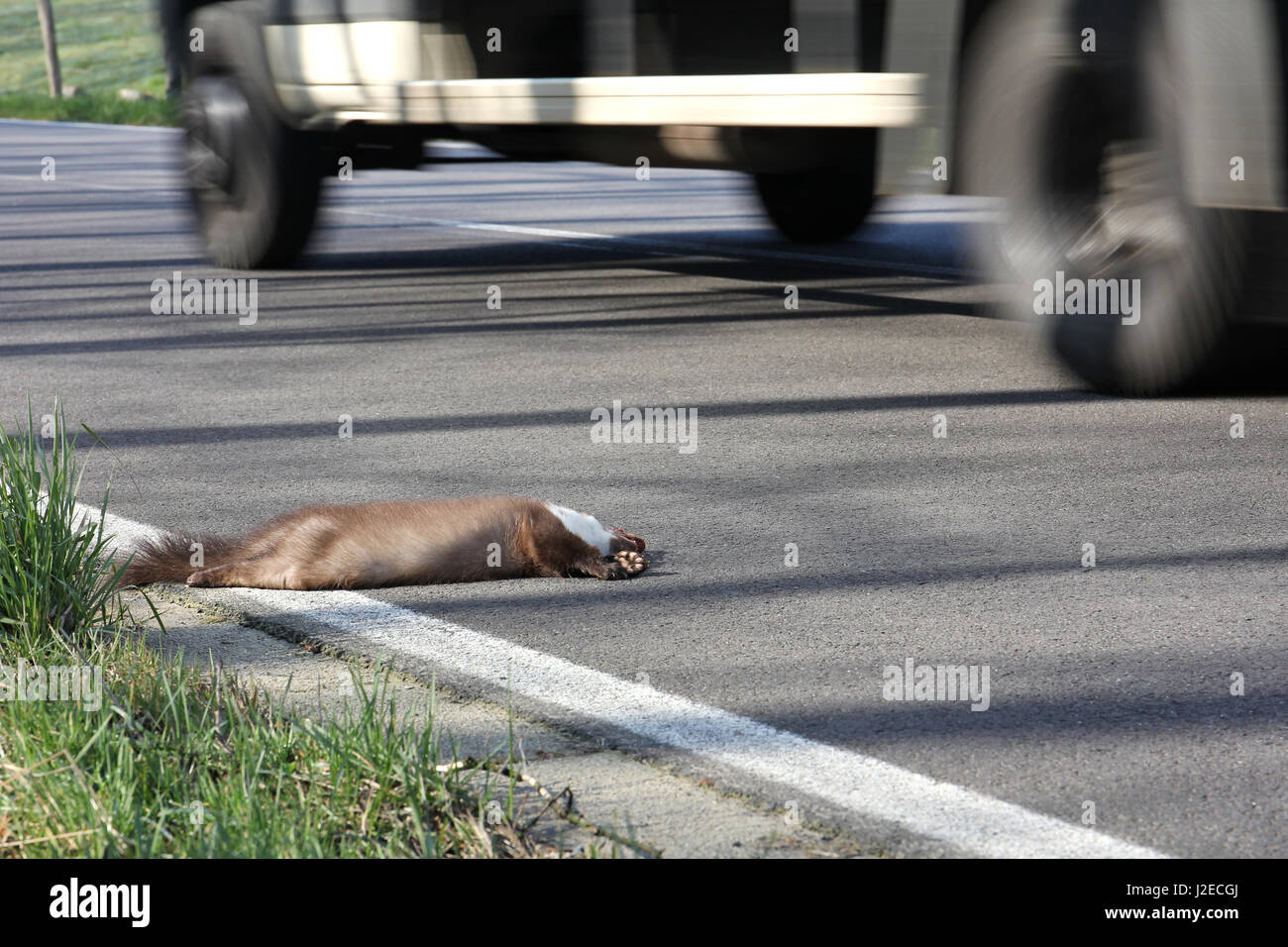 über Steinmarder am Straßenrand laufen Stockfoto