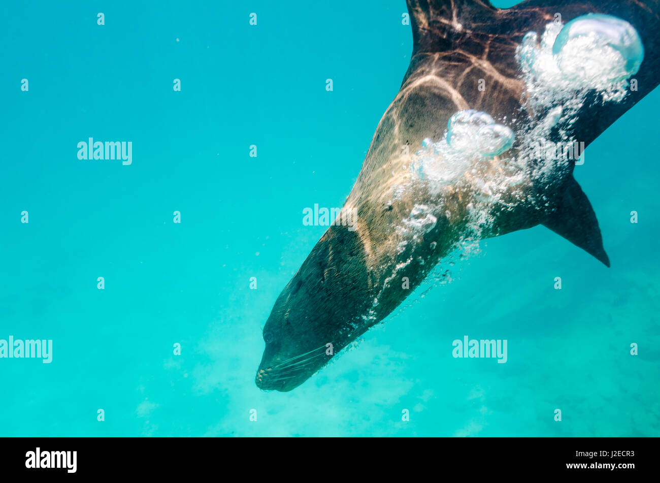 Galapagos-Seelöwen schwimmen unter Wasser in der Galapagos Insel-Kette. Stockfoto