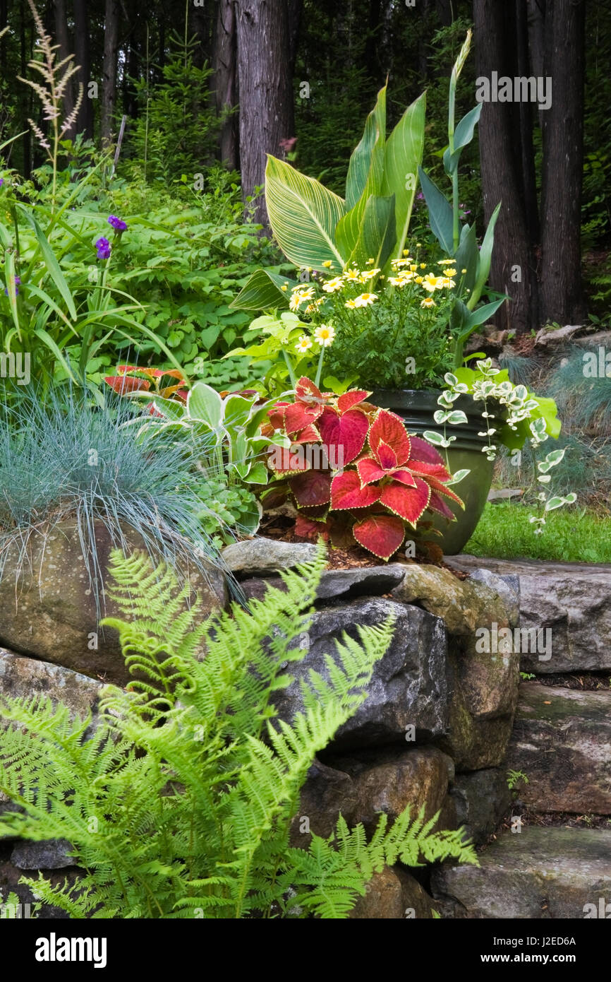Pteridophyta - Farn Pflanze vor Natursteinmauer mit Festuca Grass, rote Coleus und Pflanzer mit Canna - indischen Schuss im Hinterhof-Garten Stockfoto