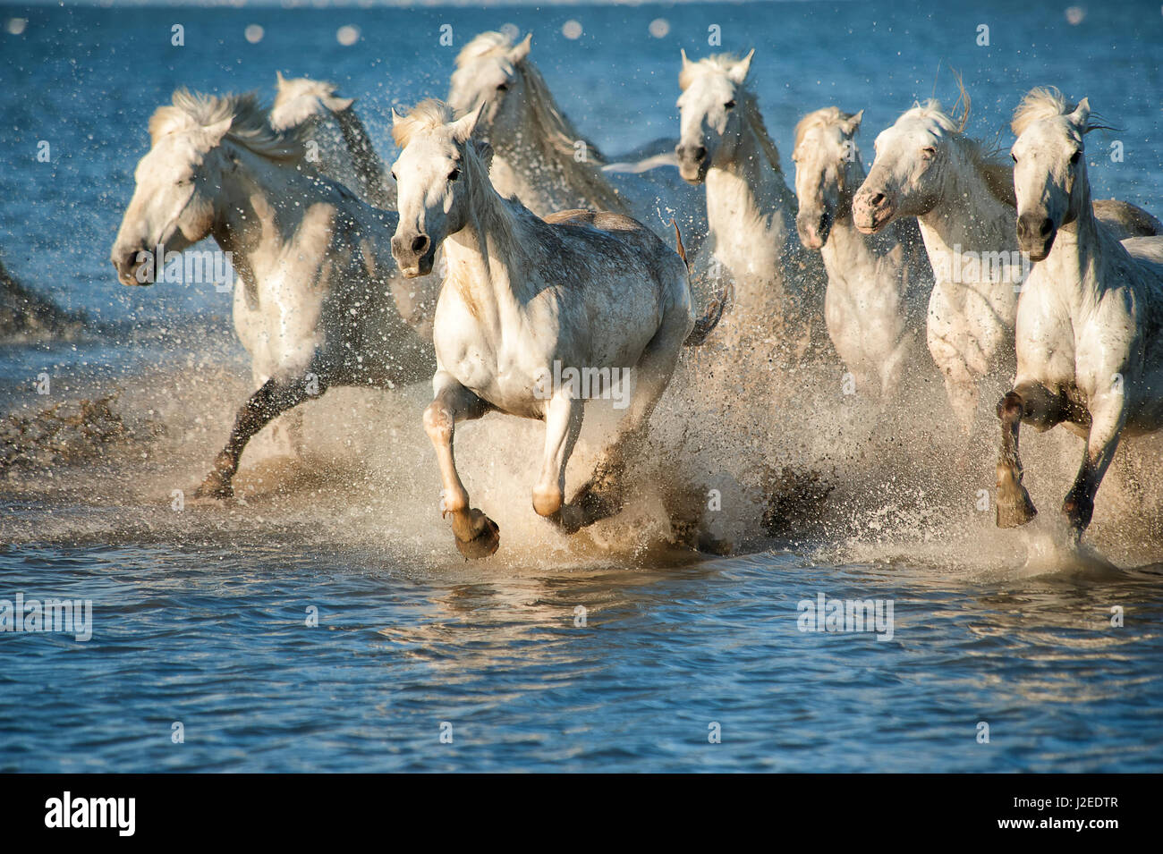 Weisse Pferde der Camargue, Frankreich, im blauen Mittelmeer Wasser laufen Stockfoto
