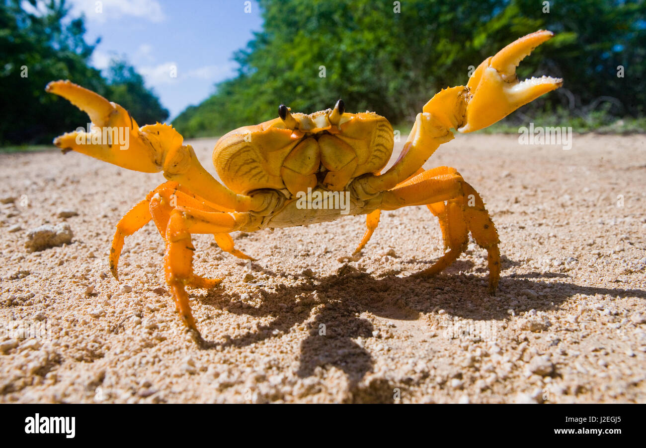 Landkrabben spreizten ihre Krallen. Kuba. Ungewöhnlicher Winkel. Stockfoto