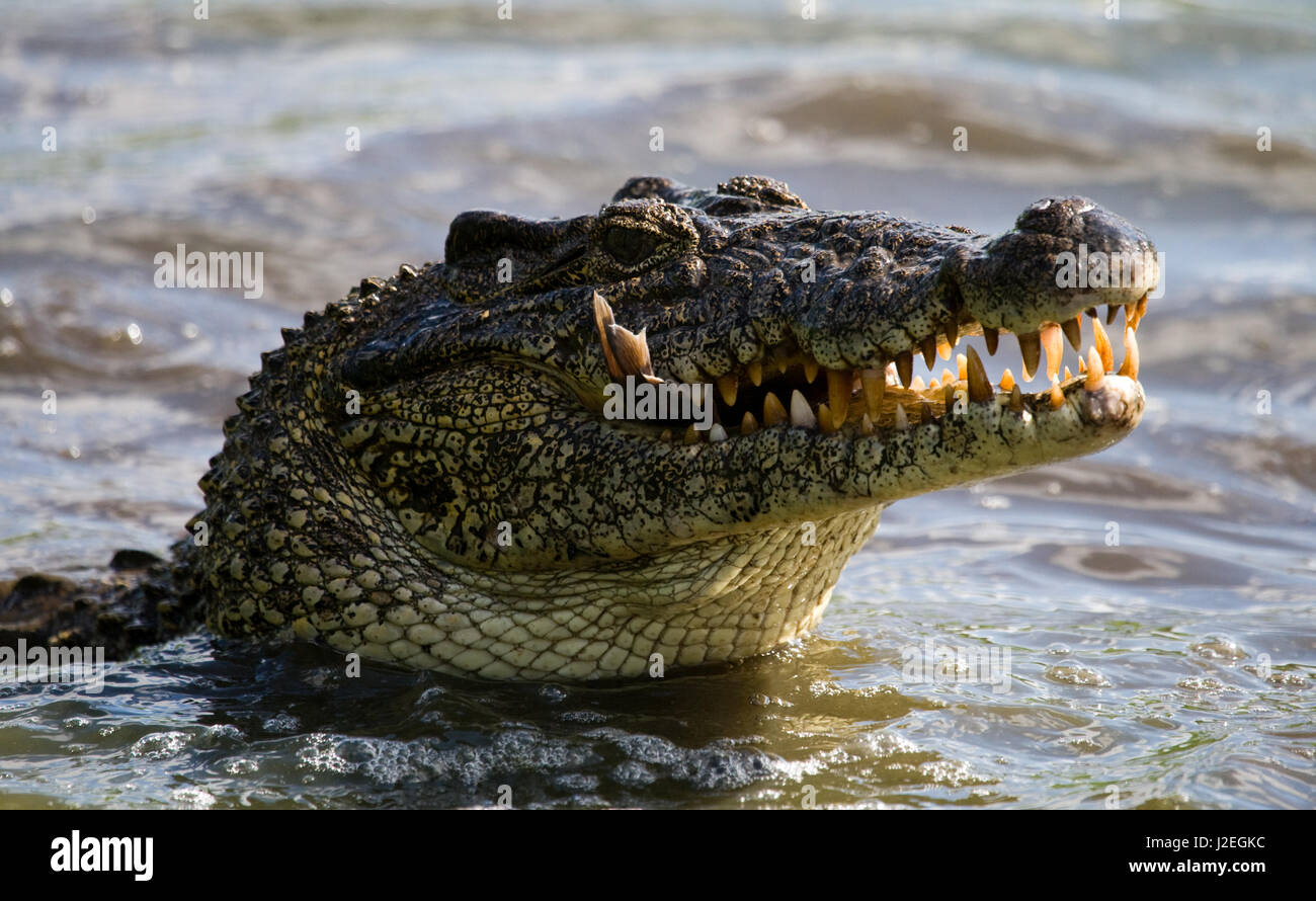 Das kubanische Krokodil springt aus dem Wasser. Ein seltenes Foto. Kuba. Ungewöhnlicher Winkel. Stockfoto