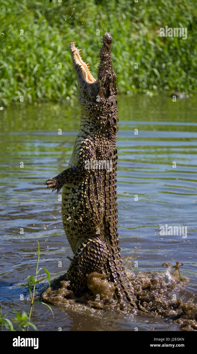 Das kubanische Krokodil springt aus dem Wasser. Ein seltenes Foto. Kuba. Ungewöhnlicher Winkel. Stockfoto