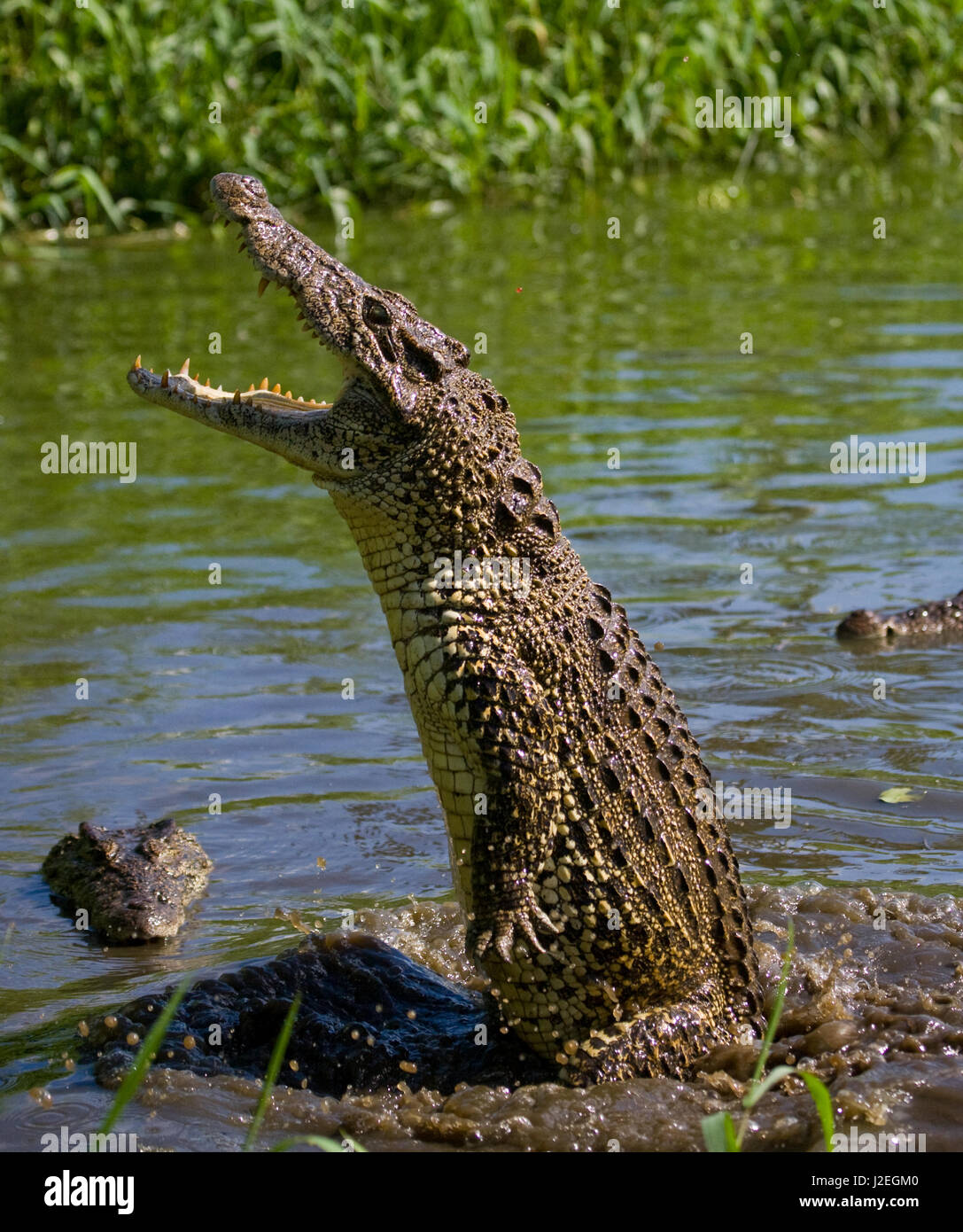 Das kubanische Krokodil springt aus dem Wasser. Ein seltenes Foto. Kuba. Ungewöhnlicher Winkel. Stockfoto