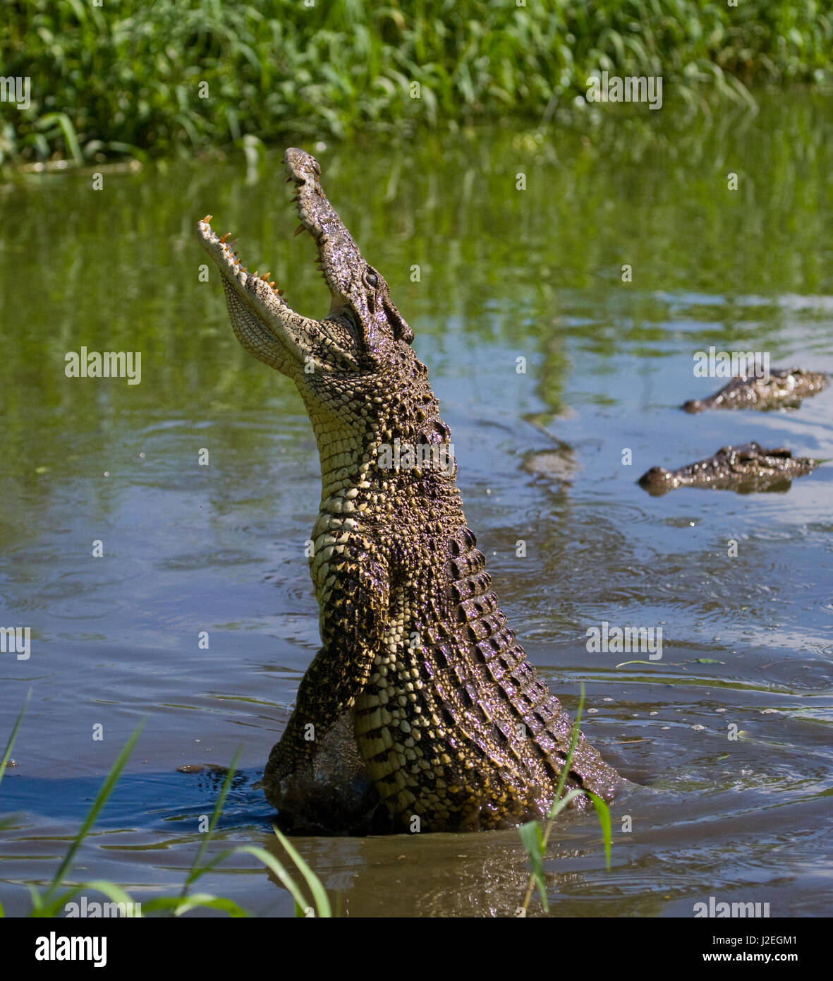 Das kubanische Krokodil springt aus dem Wasser. Ein seltenes Foto. Kuba. Ungewöhnlicher Winkel. Stockfoto