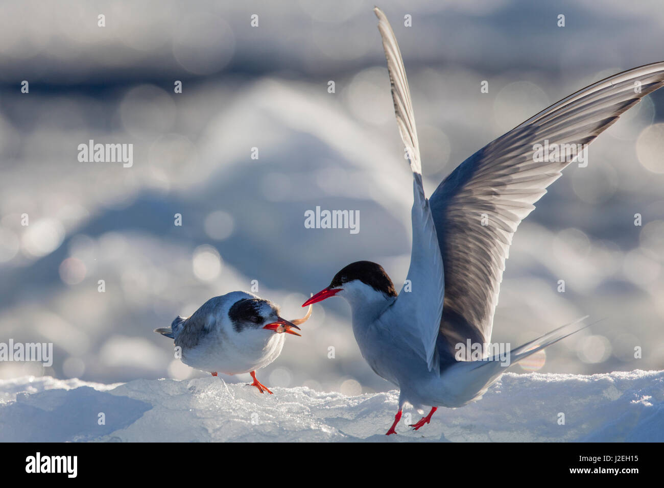 Norwegen Svalbard Spitzbergen Kustenseeschwalbe Futtert Baby Auf Eis Kredit Als Josh Anon Jaynes Galerie Danitadelimont Com Stockfotografie Alamy