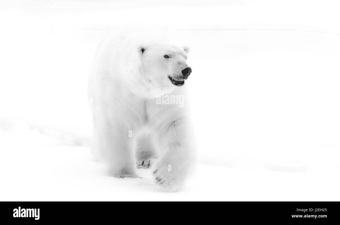 Norwegen, Nordpolarmeer, Svalbard. Eisbären gehen. Kredit als: Bill Young / Jaynes Galerie / DanitaDelimont.com Stockfoto