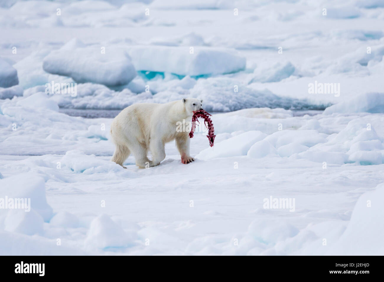 Norwegen, Spitzbergen, Eisbär (Ursus Maritimus) mit Dichtung Knochen. Stockfoto