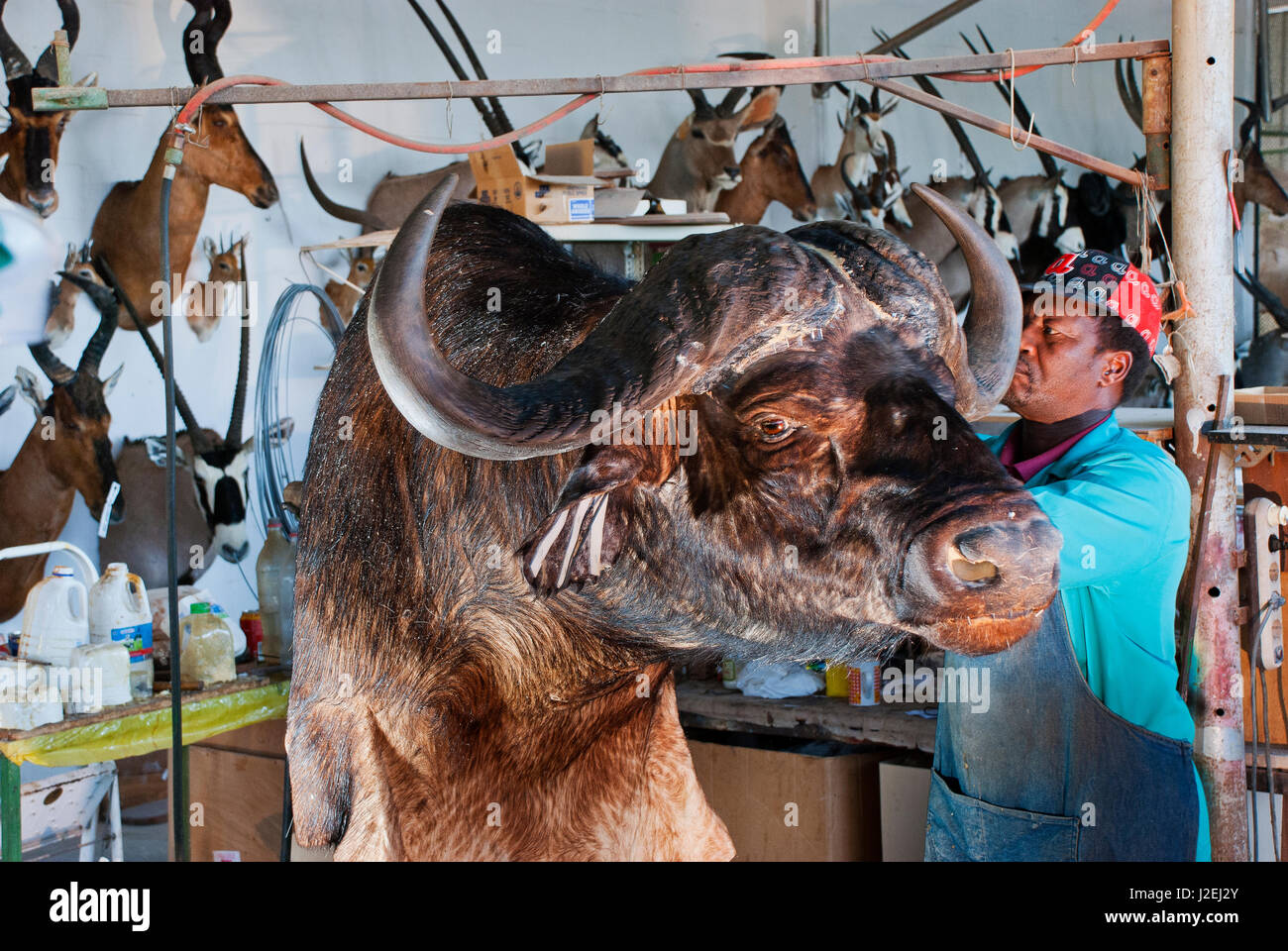 Präparatoren Arbeit auf einen Büffel am Trophaendienste Präparatoren, Namibia Stockfoto