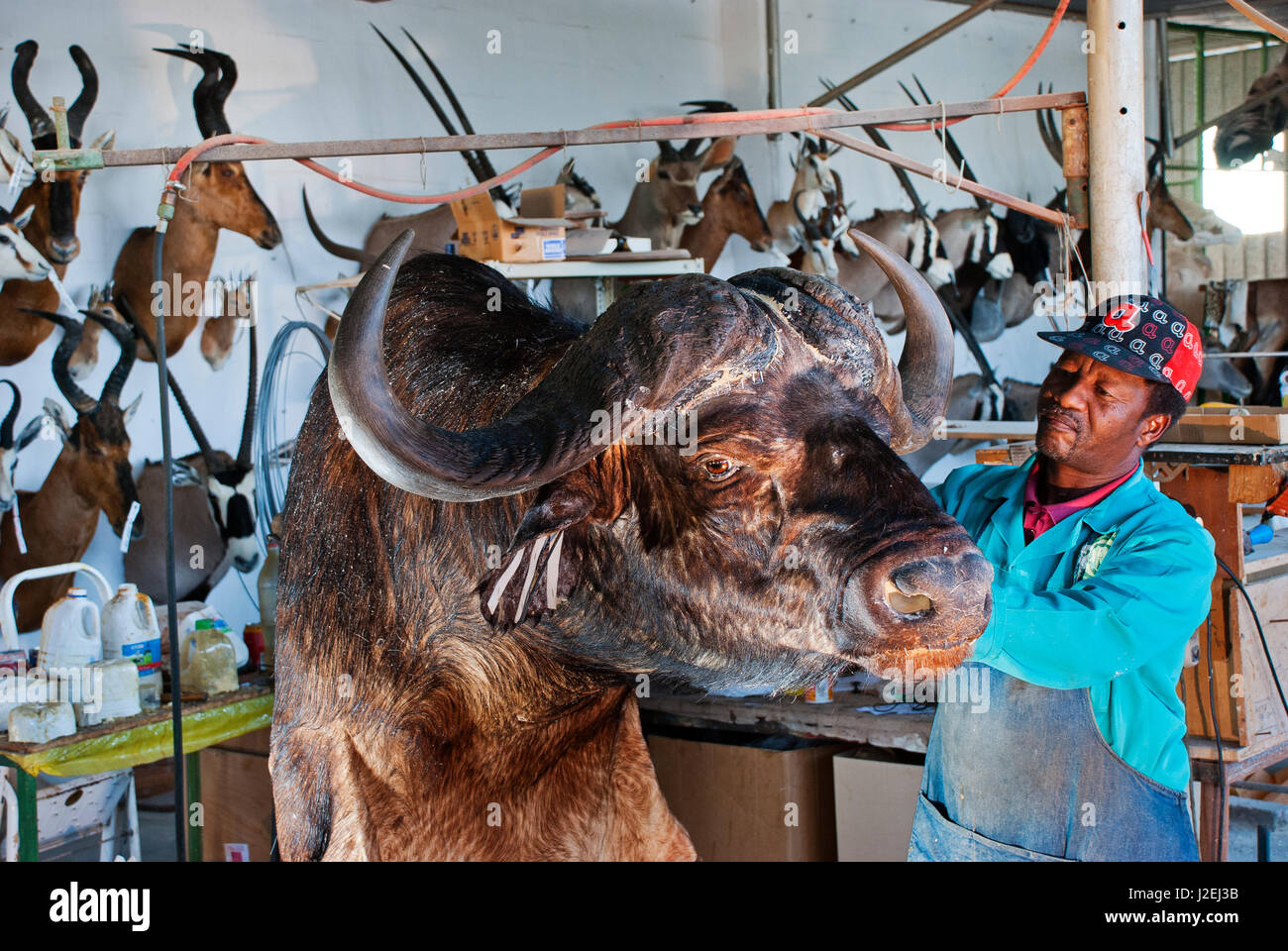 Präparatoren Arbeit auf einen Büffel am Trophaendienste Präparatoren, Namibia Stockfoto