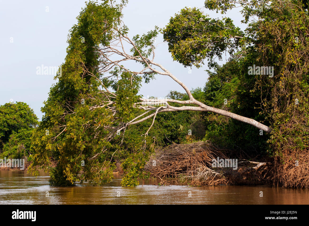 Typische Auenwaldfläche in Cuiabá Fluss im Pantanal, Lebensraum des Jaguars, Immobilien in Mato Grosso, Brasilien Stockfoto