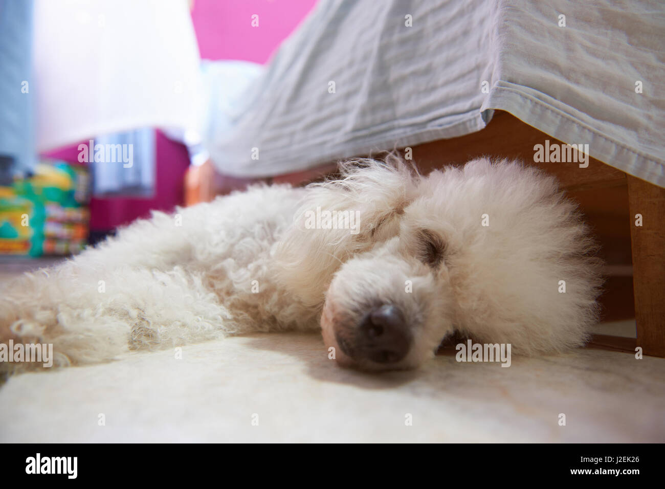 Nahaufnahme der süß schlafenden Hund im Zimmer Stock. Haustier Hund süß schlafen im Zimmer Stockfoto