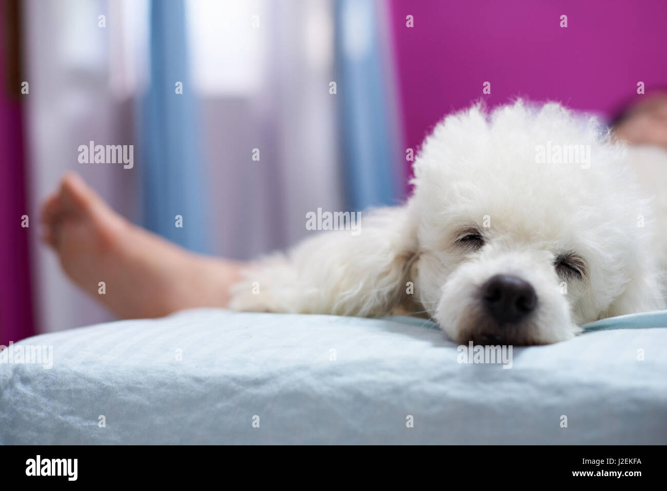 Weißer Pudel Hund im Haus Schlafraum mit Frauen Beine zu entspannen Stockfoto