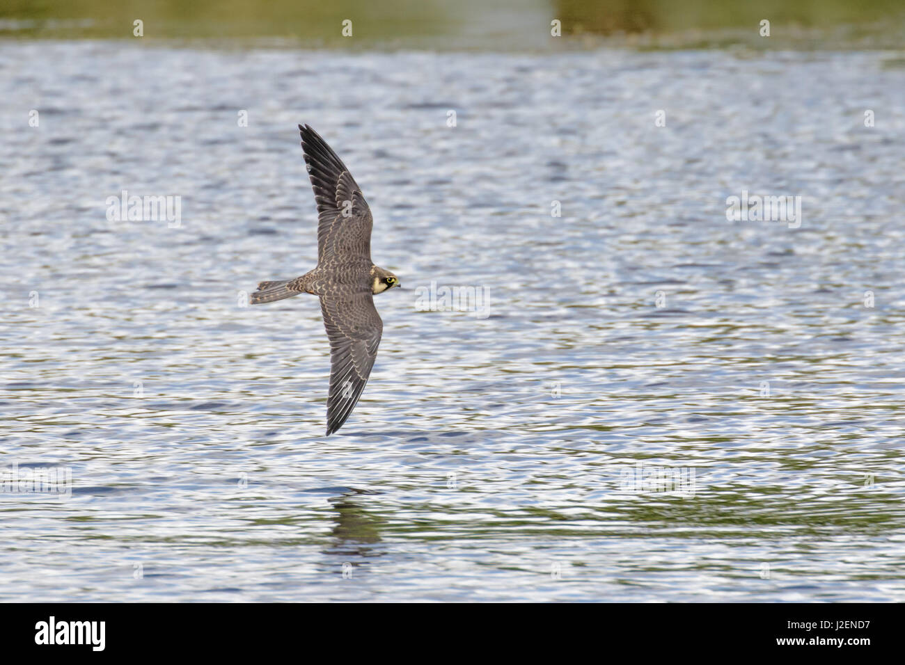 Eurasian Hobby Falke (Falco Subbuteo) fliegen, im Flug über Wasser niedrig Stockfoto