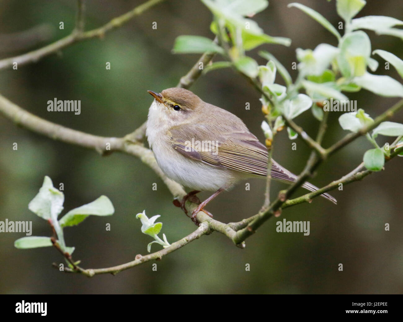 Fitis (Phylloscopus Trochilus) Stockfoto