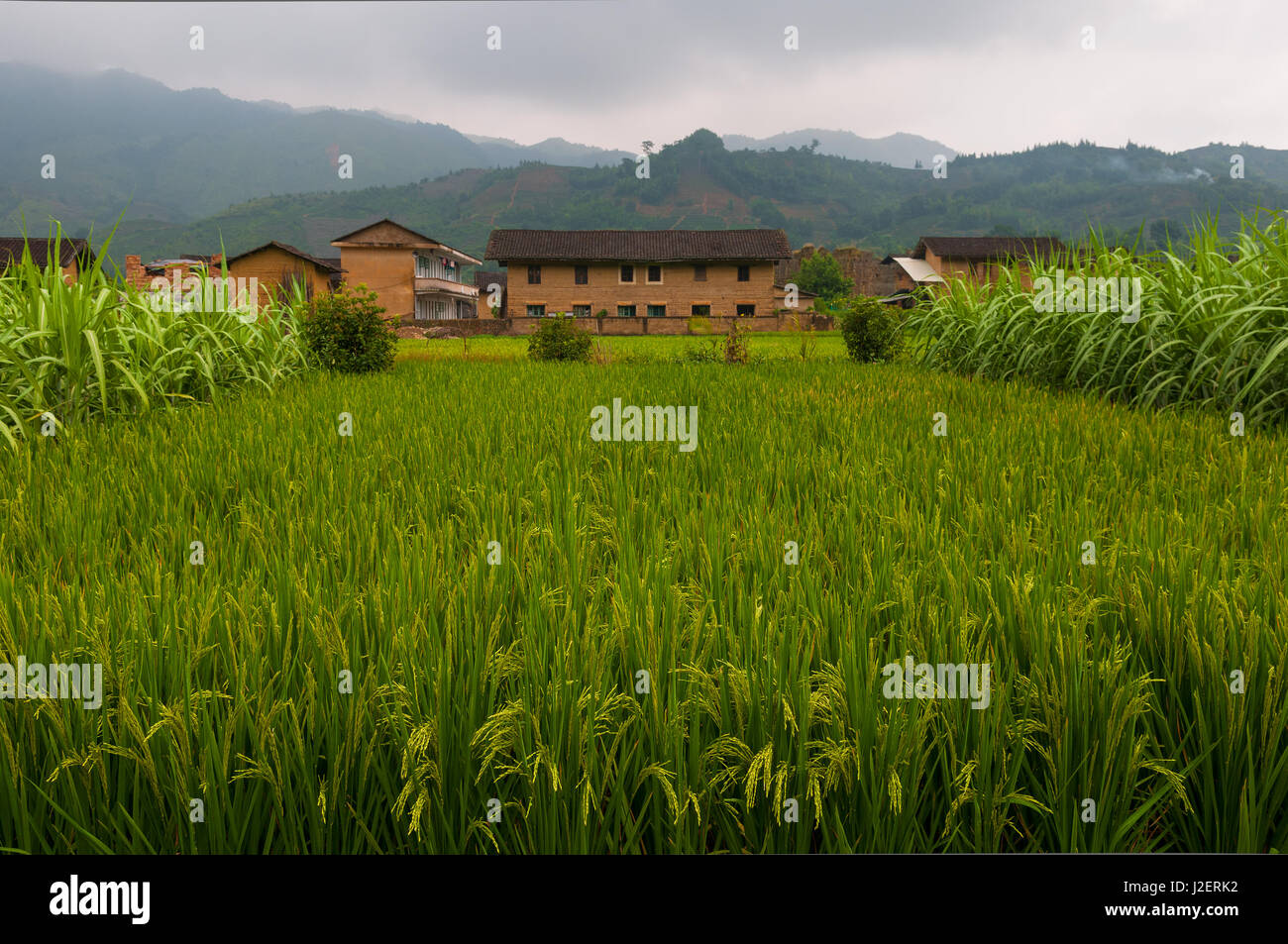 Reisfeld in der Provinz Fujian in der Nähe von Xiamen mit dem traditionellen Adobe Landwirtschaft Häuser, China. Stockfoto