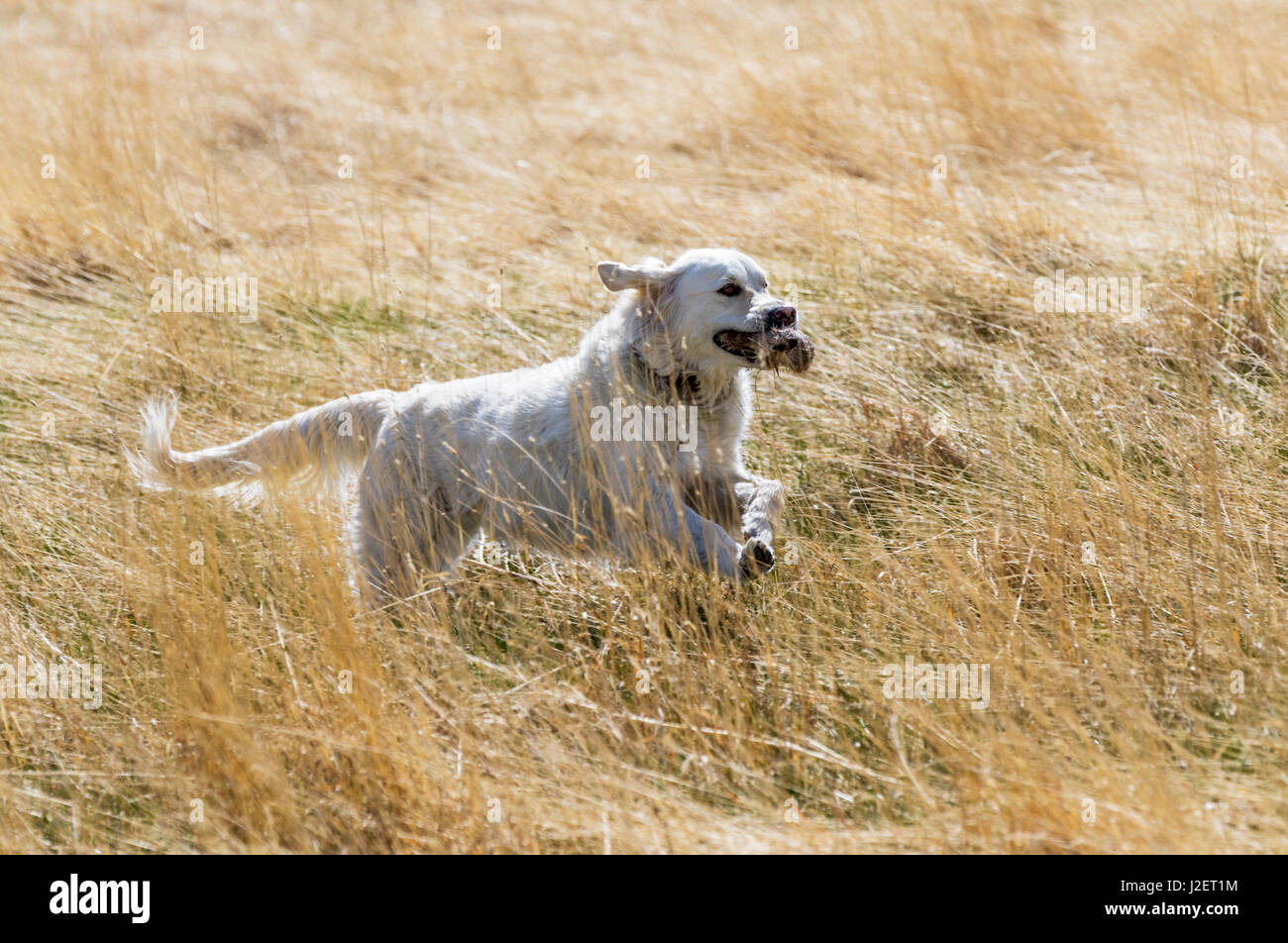 Platin farbige Golden Retriever Hund läuft auf einer zentralen Colorado Ranch; tragen eine tote Beute; USA Stockfoto