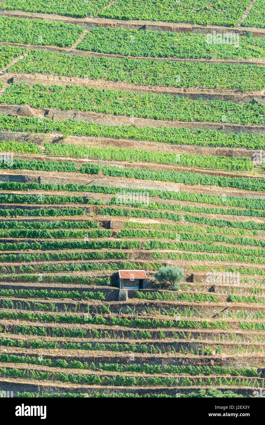 Portugal, Pinhao, Weinberge entlang der Douro-Fluss Stockfoto