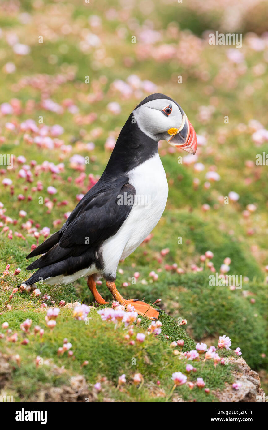 Papageitaucher (Fratercula Arctica). Schottland, Shetland-Inseln Stockfoto