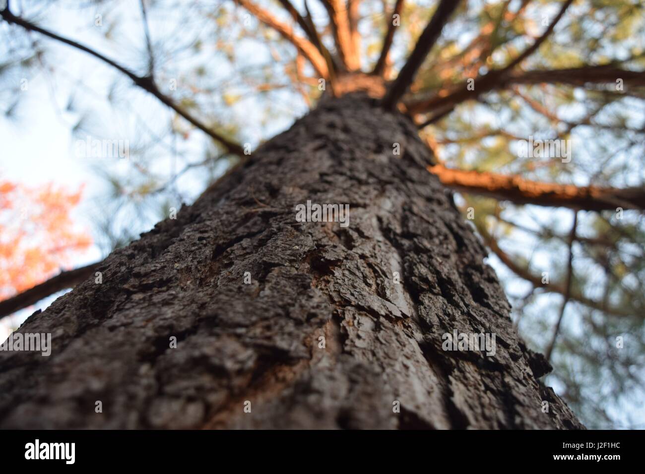 Eine andere Perspektive einer Pinie. Stockfoto