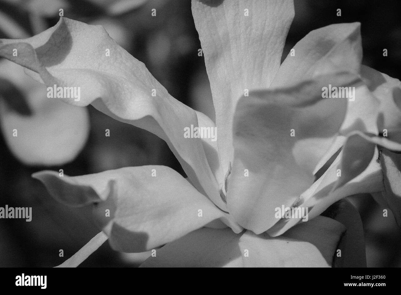 Blume. Schwarz und weiß. Weiche, weiße Eleganz eine frühe Blüte der Magnolie. Stockfoto