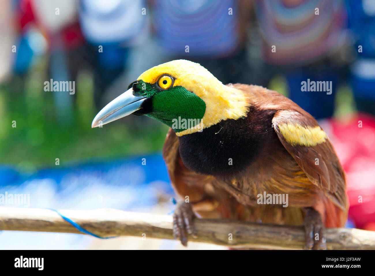 Paradiesvögel (Paradisaeidae) an der traditionellen Sing Sing in Mount Hagen im Hochland von Papua Neuguinea, Melanesien Stockfoto