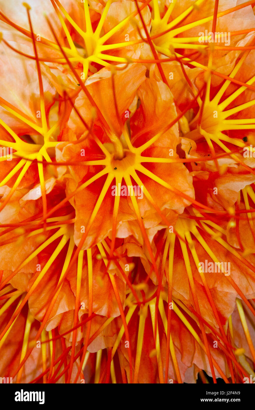 Brownea Blume (Brownea Macrophylla), Yasuni Nationalpark, Amazonas-Regenwald in Ecuador. Südamerika Stockfoto