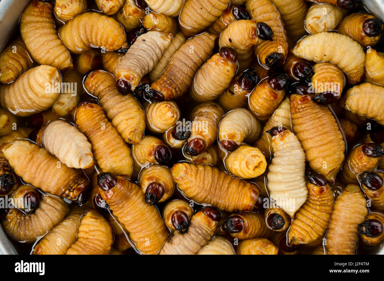 Palm Weevil Maden (Curculionidae, Rhynchophorus Palmarum) geerntet von Yasuni-Biosphären-Reservat. Eine lokale Spezialität. Pompeya Markt. Napo Fluss Amazonas-Regenwald in Ecuador. Südamerika Stockfoto