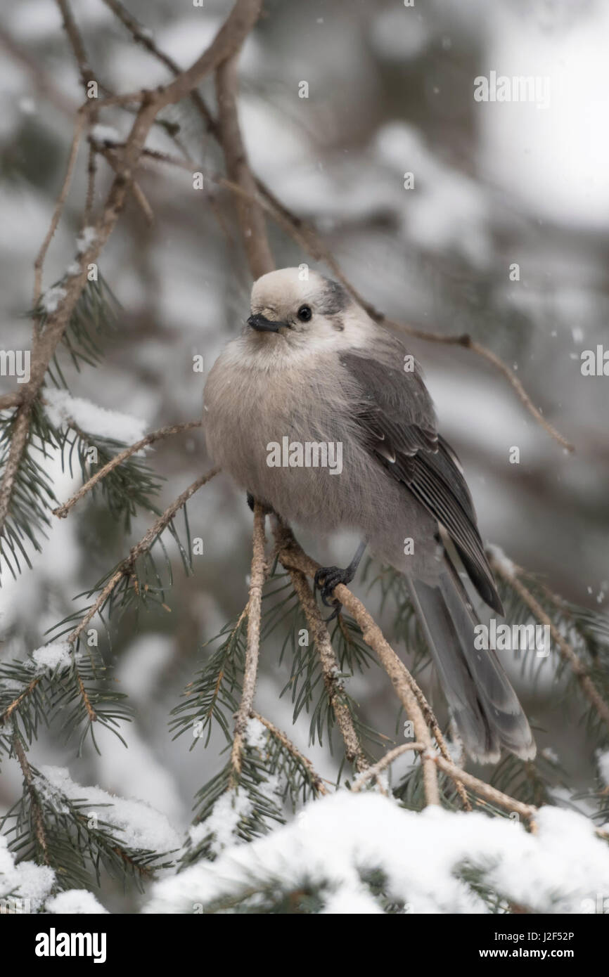 Graue Jay / Meisenhaeher (Perisoreus Canadensis), Erwachsene im Winter, thront auf einem Zweig des Schnees bedeckt Nadelbaum, Montana, USA. Stockfoto