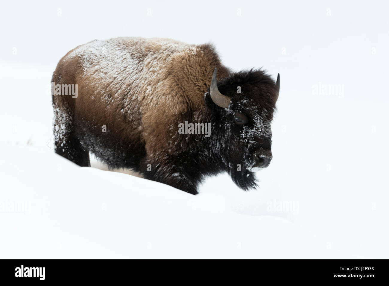 Amerikanischer Bison / Amerikanischer Bison (Bison Bison), Erwachsene, Wandern durch den Tiefschnee, Yellowstone-Nationalpark, Wyoming, USA. Stockfoto