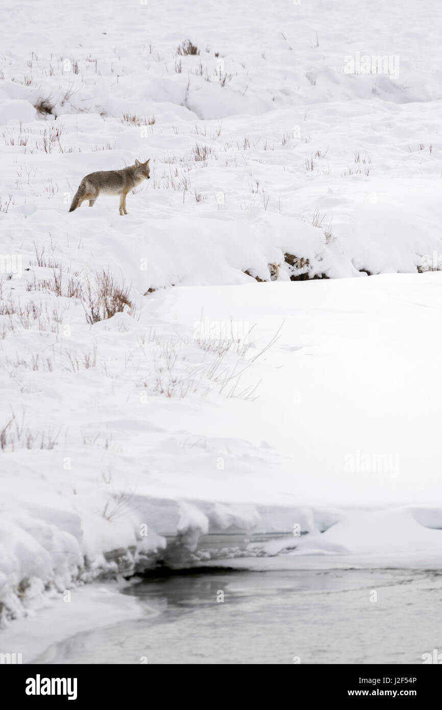 Kojote / Kojote (Canis Latrans), im Winter, hohe Schnee auf Distanz, zu beobachten, über einen Fluss, Ufer, Yellowstone NP, USA. Stockfoto