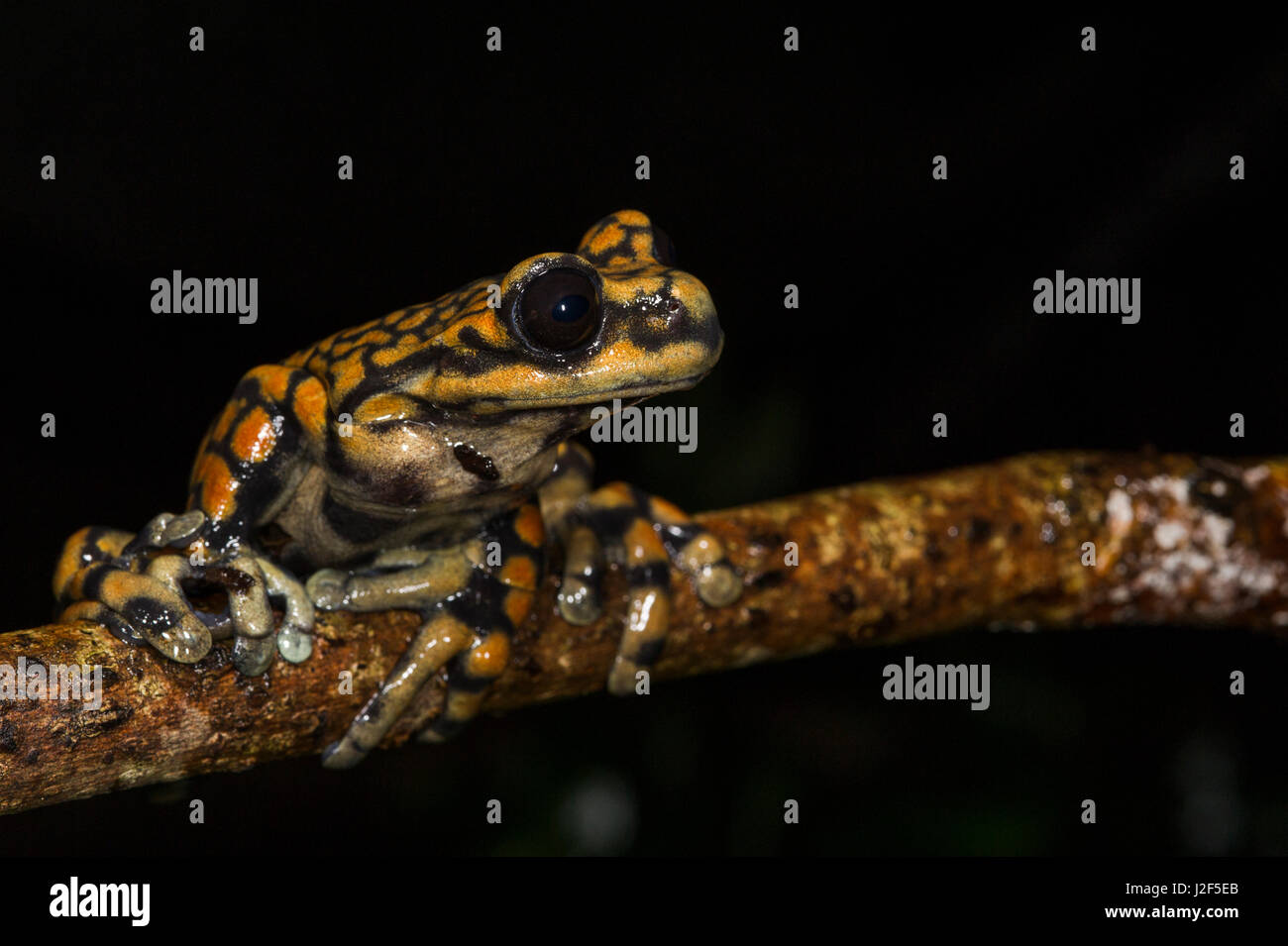 Prinz Charles Stream Frosch (Hyloscirtus Princecharlesi) in Gefangenschaft, Ecuador. Bedrohte Arten durch den Verlust von Lebensraum. Palette, Ecuador neu für die Wissenschaft benannt nach Prinz Charles Stockfoto