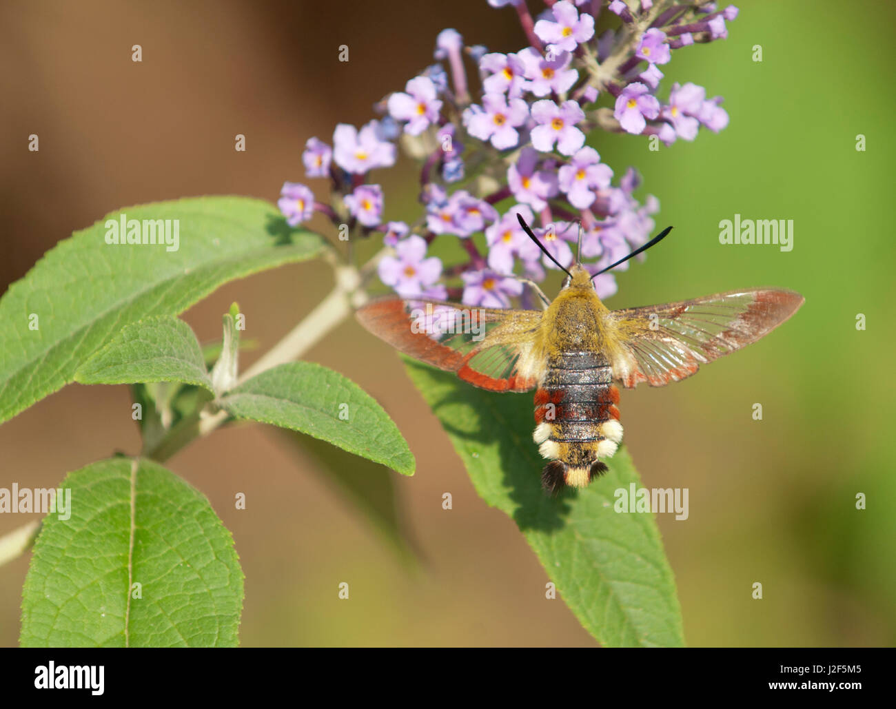 Breit-umrandeten Bee Hawk-moth Stockfoto